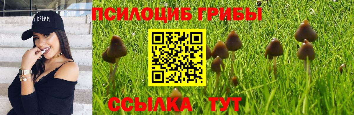 купить закладку  Вход с VPN  Славгород  Псилоцибиновые грибы мицелий 